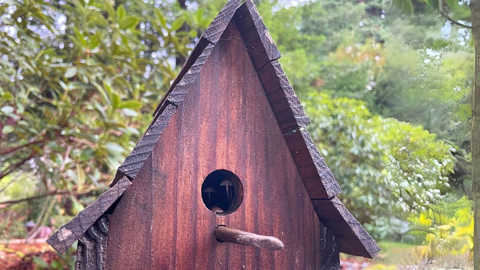 The secret life of satellites and mushrooms