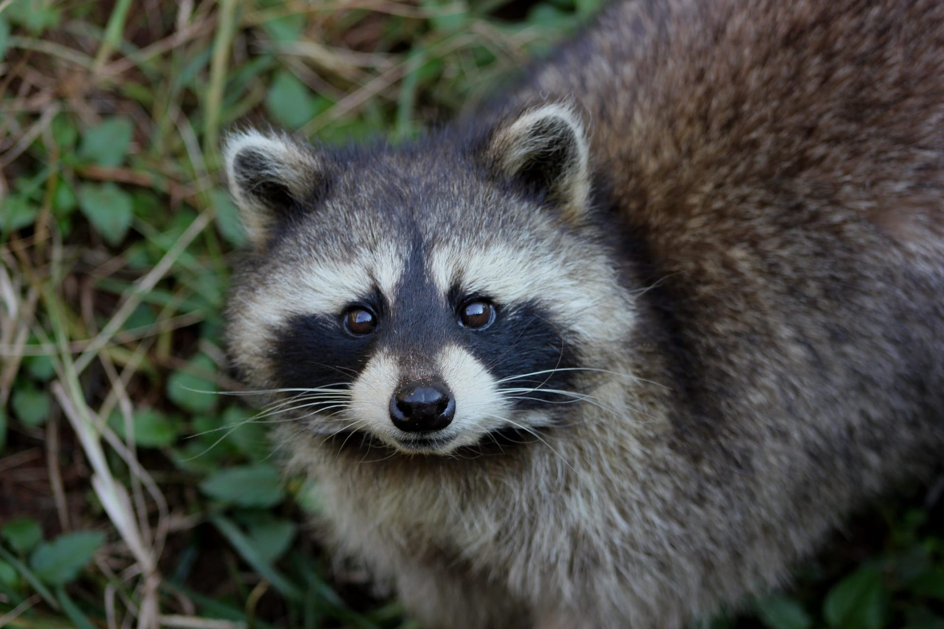 When was the last time you danced with a raccoon?
