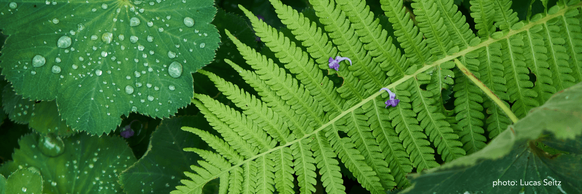 Renewal & Resilience Mentoring