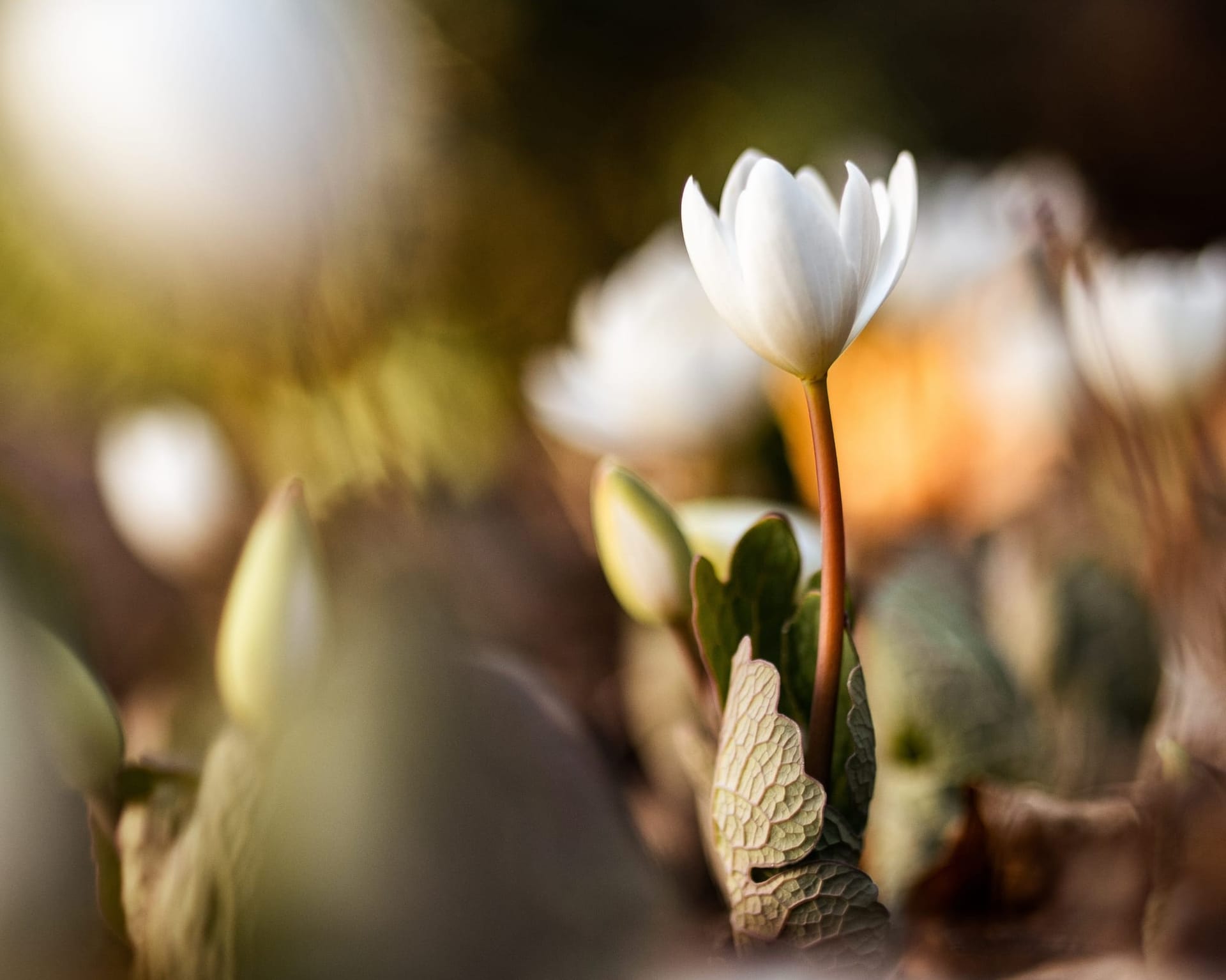 Photo close-up of Blood Root blossom on blurred background