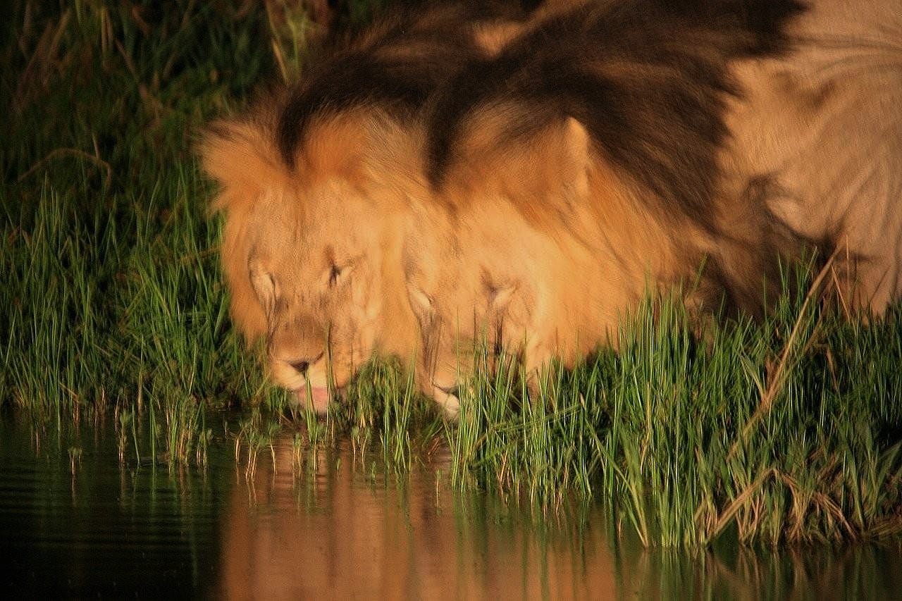 Photo of two, male, sibling lions in the Kalahari drinking cheek-to-cheek from a watering hole
