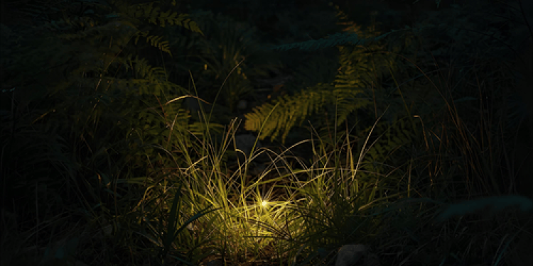 After Rain, Approaching Solistice