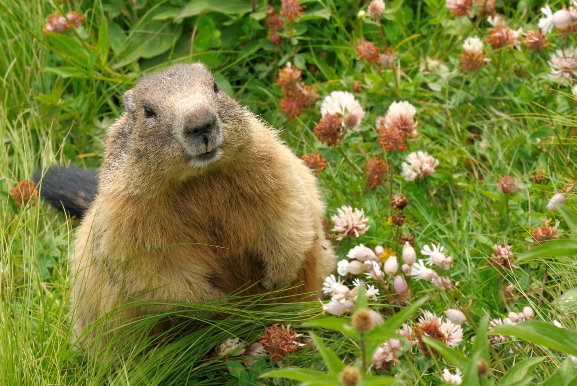 Photo of a smiling groundhog among grass and blooming clover and daisies