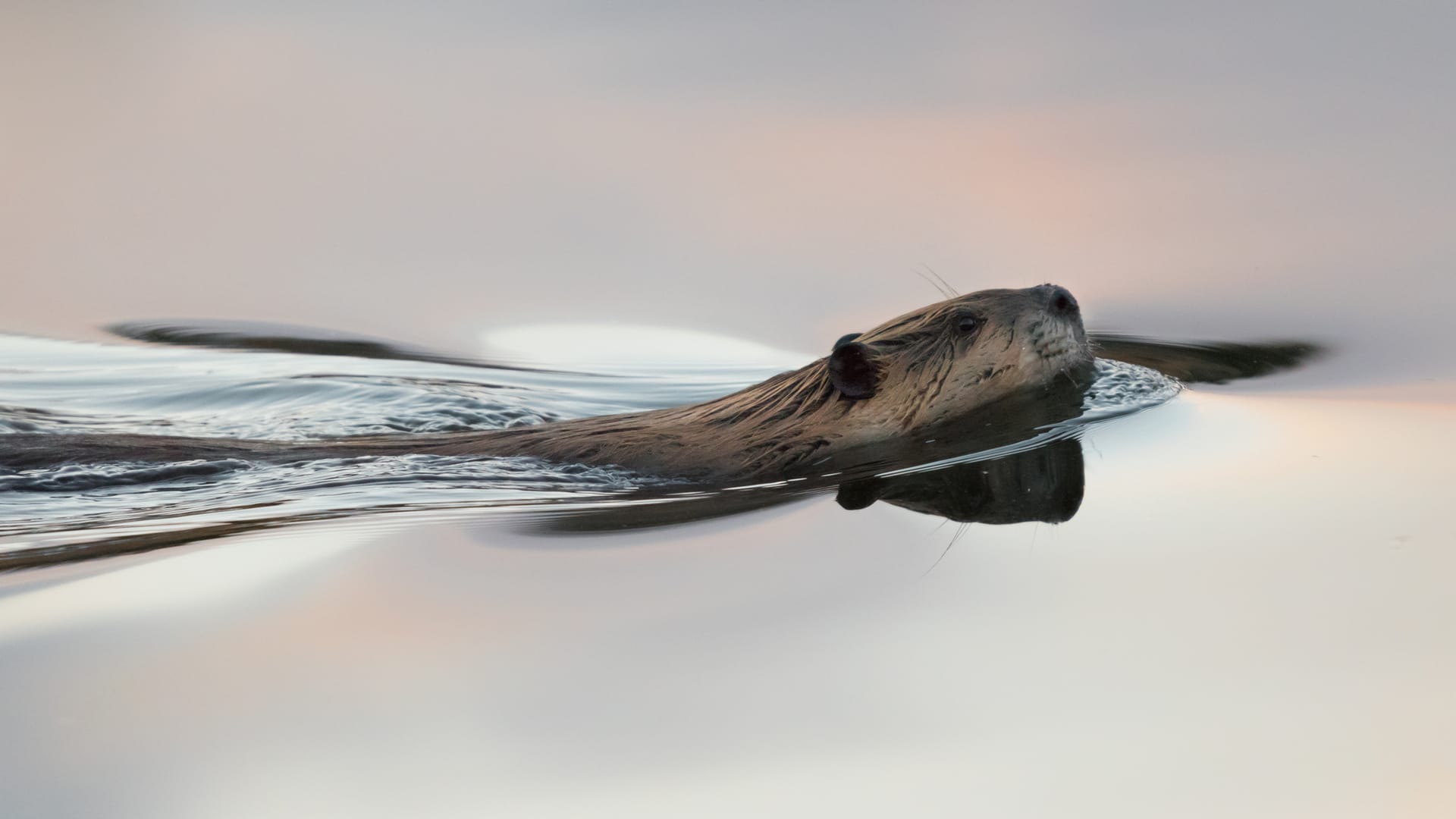 Photo up-close of beaver face in calm water colored by sunset
