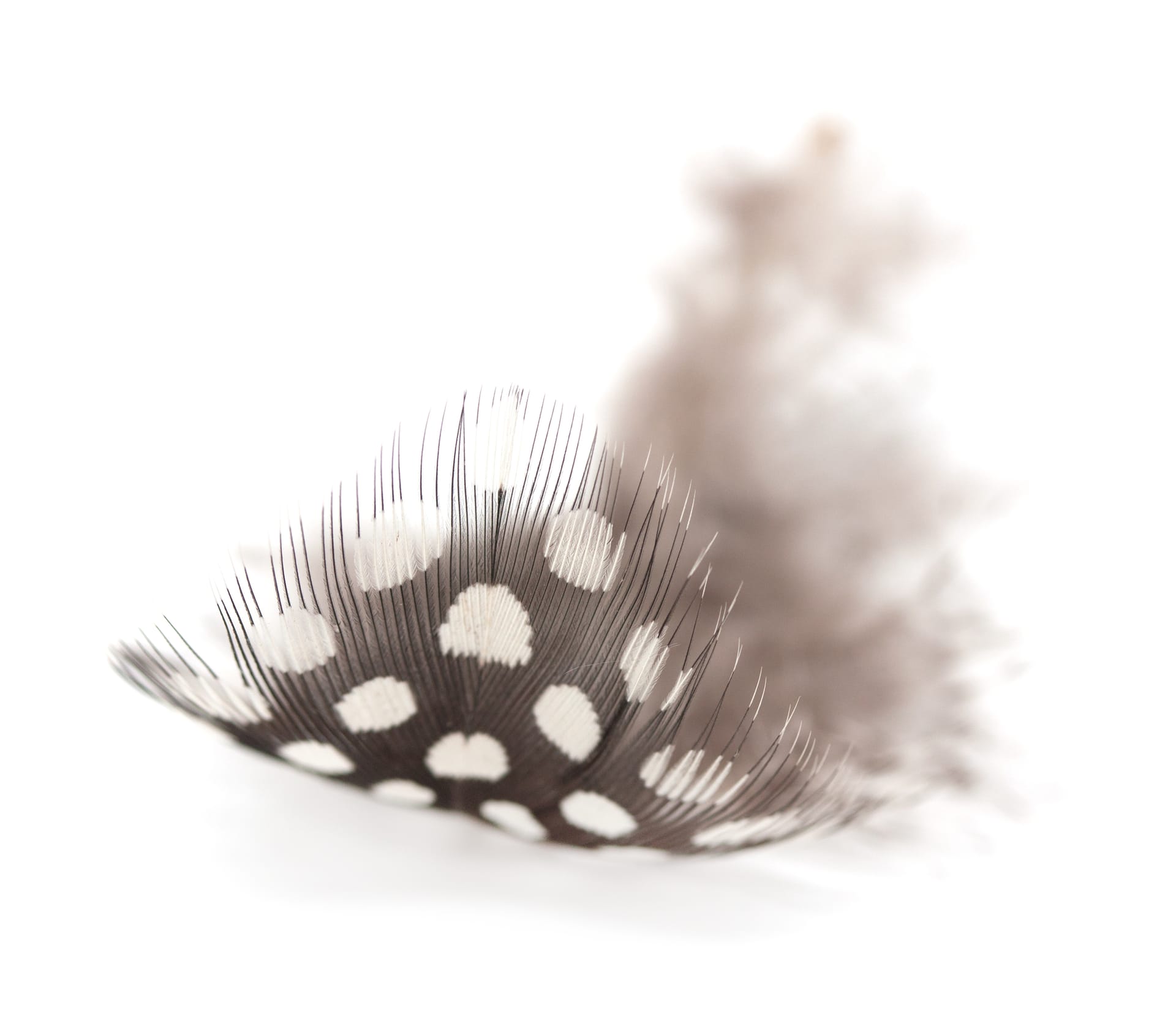 Photograph of a single, fluffy, white-spotted brown feather on white background