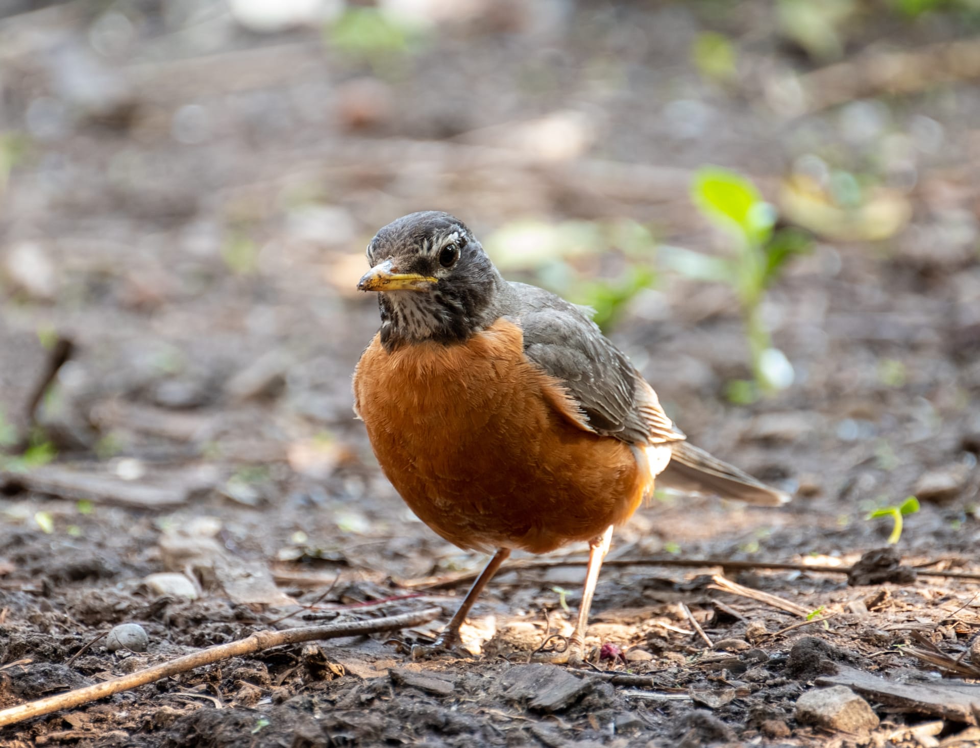 Photo of an American robin on open ground.