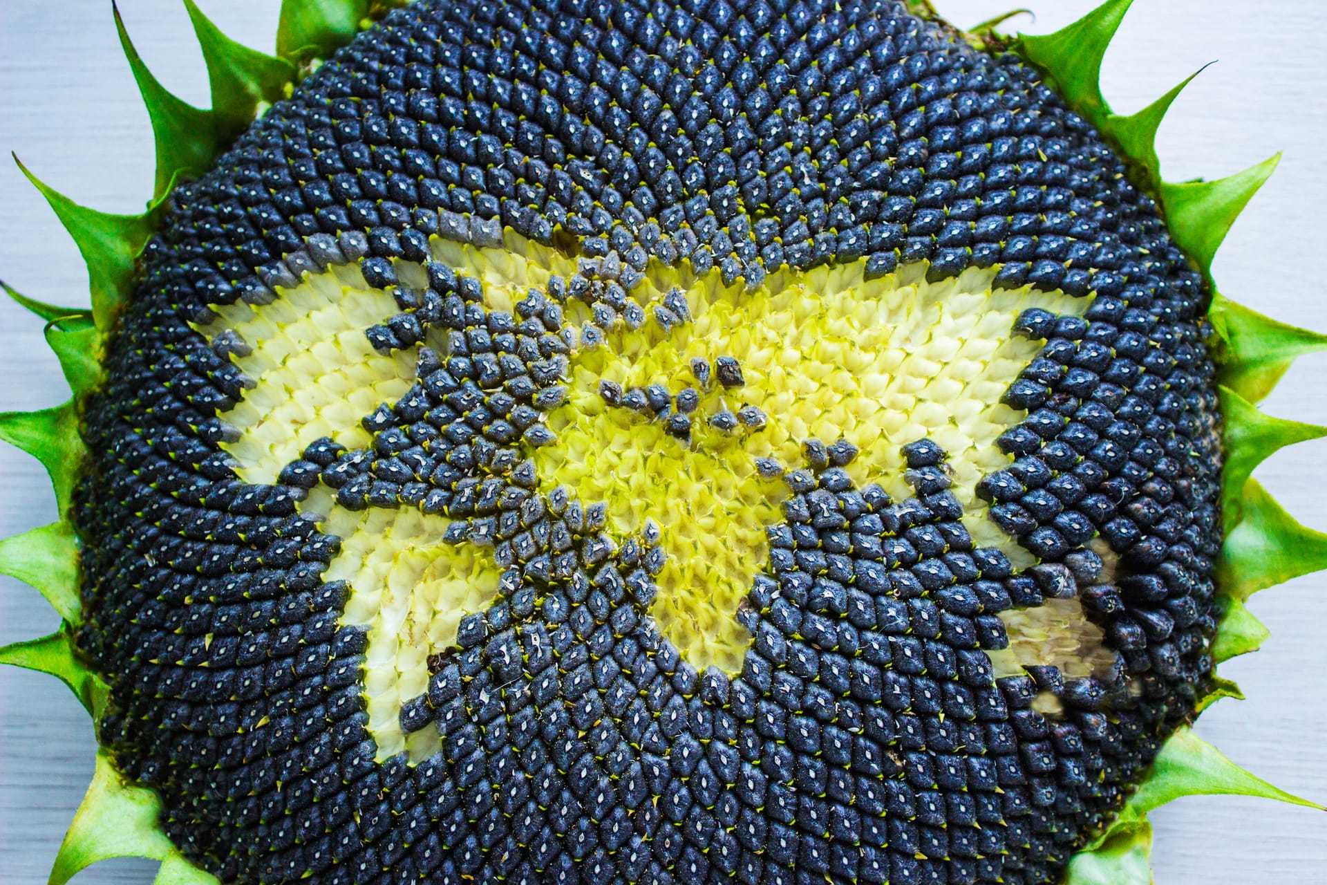 Photo of black-seeded sunflower face, with seeds missing to create the outline of the world's continent in yellow