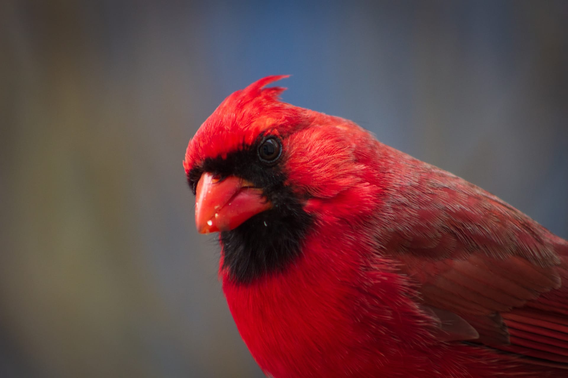 Photo of bright, red, male Cardinal face looking at reader on muted background