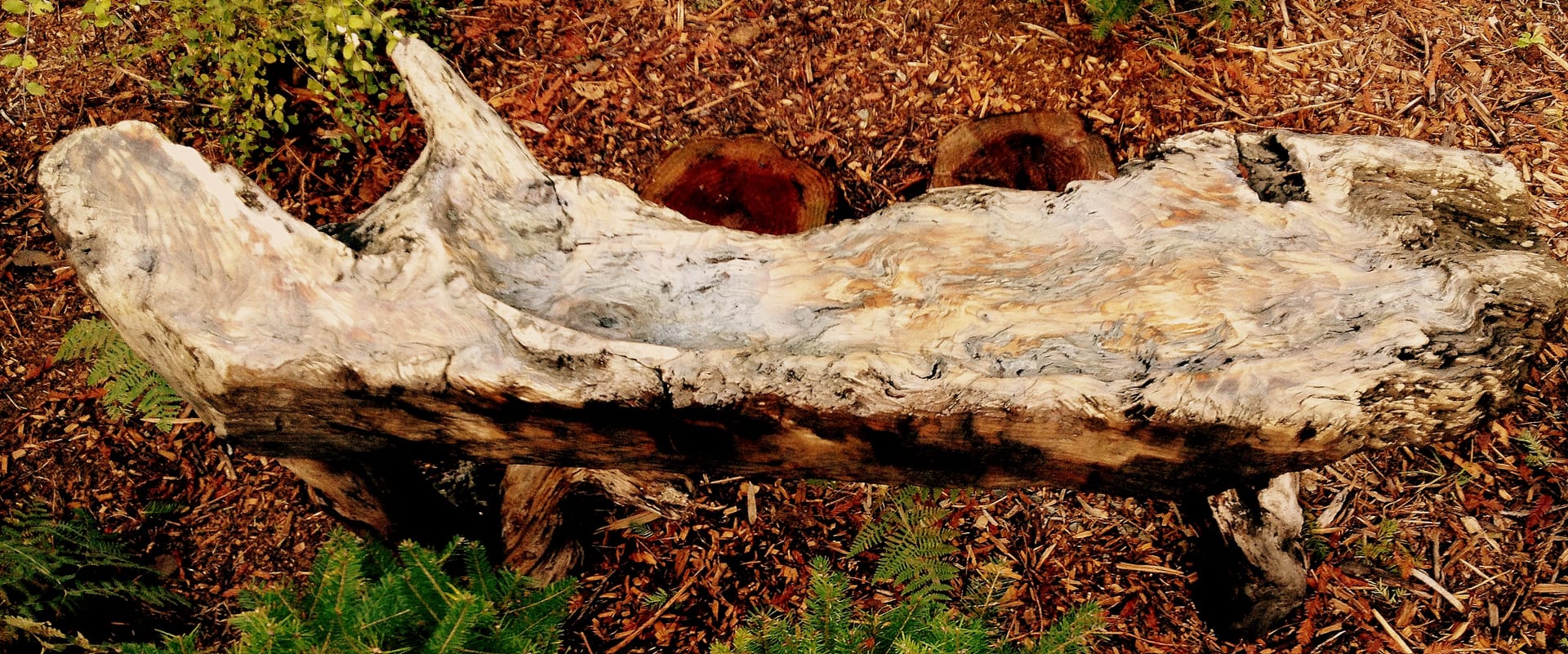 Photo of a bench made of a 5'-long piece of redwood driftwood.