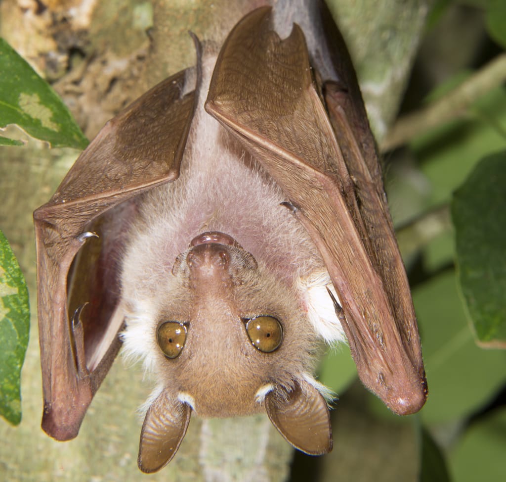 Photo of a fox-faced bat hanging upside down with big round, amber eyes looking at the viewer.