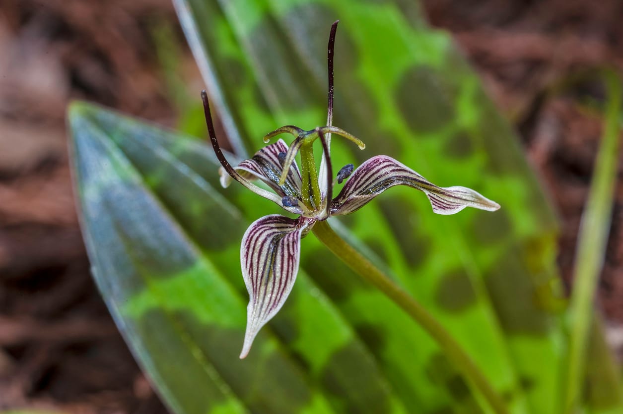 Up close photo of a Fetid adder's tongue blossom