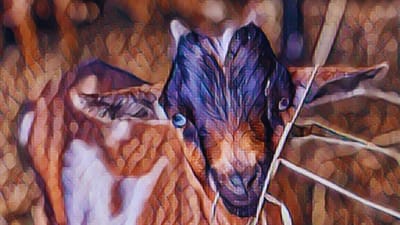 Goat joy, and other ways a broken heart lets in light