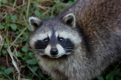 When was the last time you danced with a raccoon?