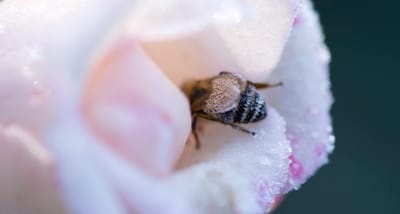 Are we grains of spirit put here to pollinate each other?