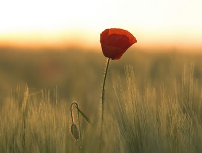 We are each a walking memorial