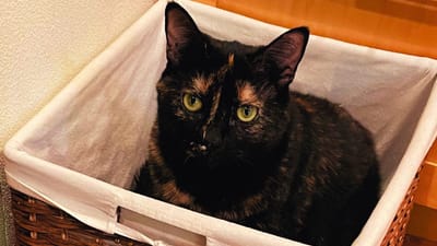 Chloe the tortoise-shell cat in a basket