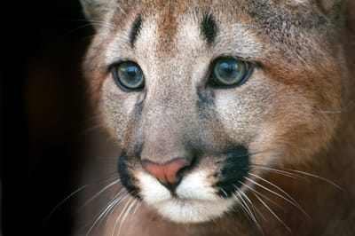 image of puma face