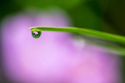 photo of a green blade of grass with a single raindrop reflecting a flower
