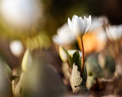 Photo close-up of Blood Root blossom on blurred background