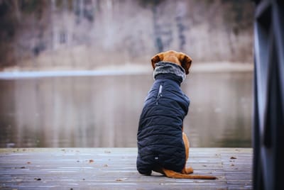 Session VI: Designing Your Emotional Flak Jacket