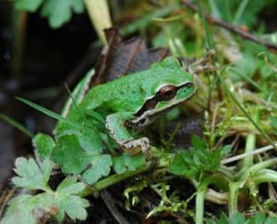 Photo Pacific tree frog in leaves