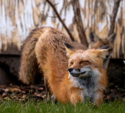 Session IV: The Power of Joy Habits