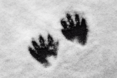 Photo, expanded to wide image by ai, of raccoon paw prints in snow.