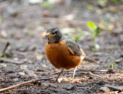 Photo of an American robin on open ground.