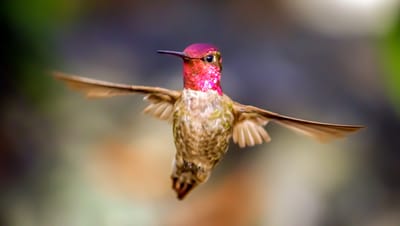 Photo of Anna's Hummingbird in flight, wings spread, against blurred background.