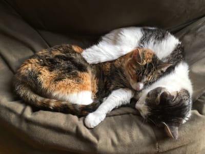Photo of a calico cat and white & tiger-patch cat sleeping together on brown cushion.