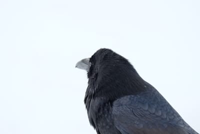 Image of raven looking away against pale blue background