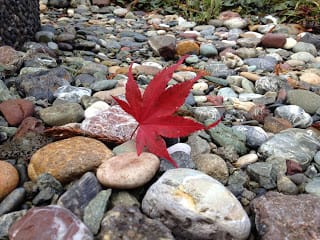 Photo of bright, red Japanese maple leaf on colorful stones.
