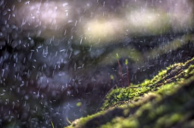 Close-up photo of rain falling on moss.