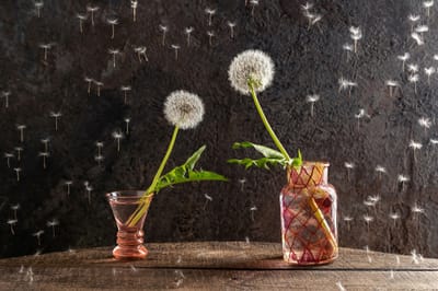 Photo of two dandelion thistles in separate vases of water that seem to be reaching for each other.