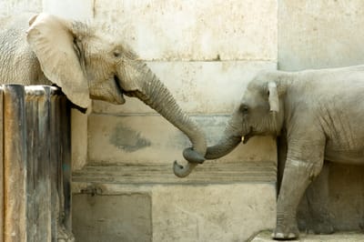 Photo of two elephants, younger & older, connecting over a fence, trunks hood together.