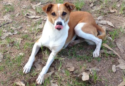 Photo of a small, healthy, stray dog—brown and white with bent ears—sitting on the ground, his tongue, licking around his mouth.