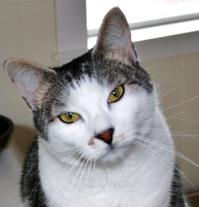 Photo of a white cat with tiger patches, face cocked, and looking at the viewer with yellow-green eyes.