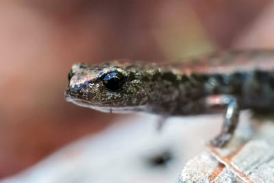 Photo of California slender salamander—close up of his/her face.