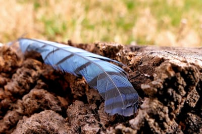 photo of Steller's jay feather on wood stump
