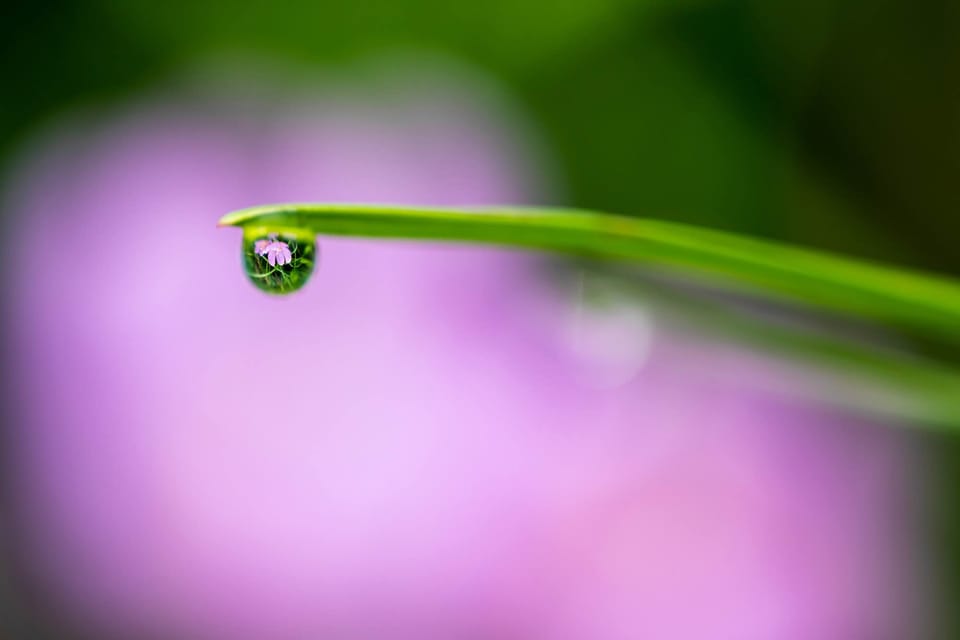photo of a green blade of grass with a single raindrop reflecting a flower