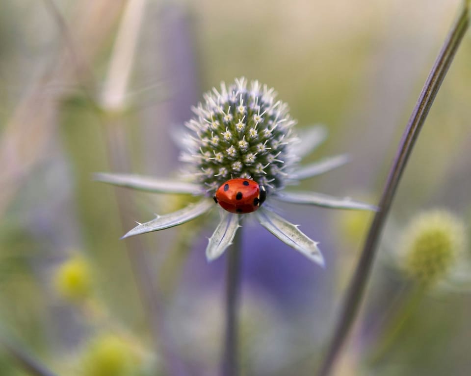 Session II: Taking a Break From Grief With a Tiny Sensory Ritual